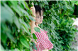 电视剧长乐曲免费观看